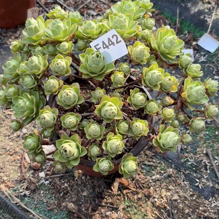 树玫瑰多肉植物不包损442