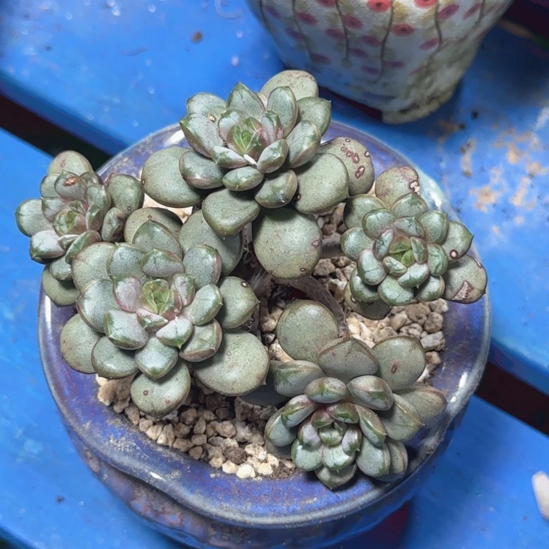 让学生做的饭给粉丝
