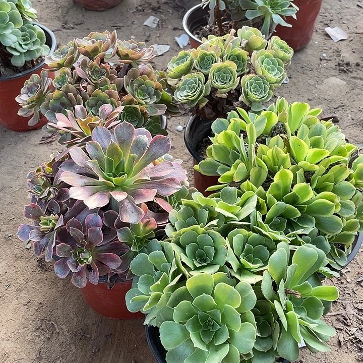 5棵玫瑰玫瑰玫瑰玫瑰