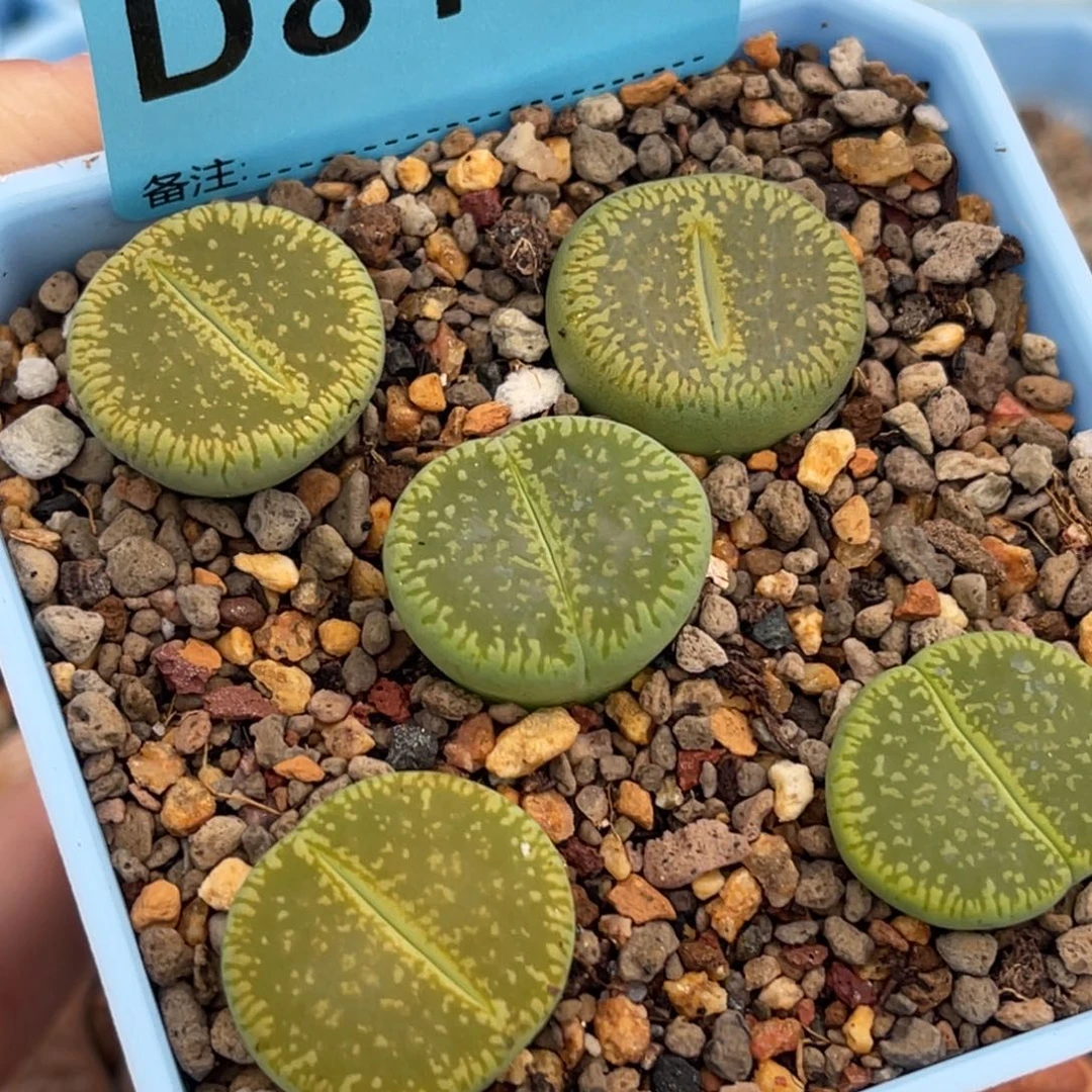 8107绿光阳五颗。