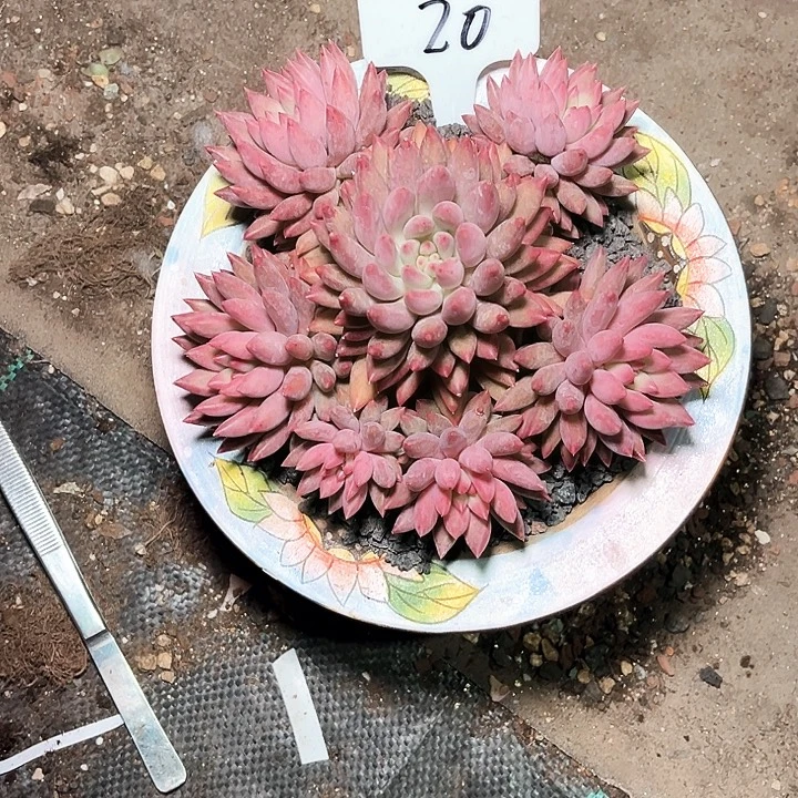 晴***君虞美人 20号码牌子的话题