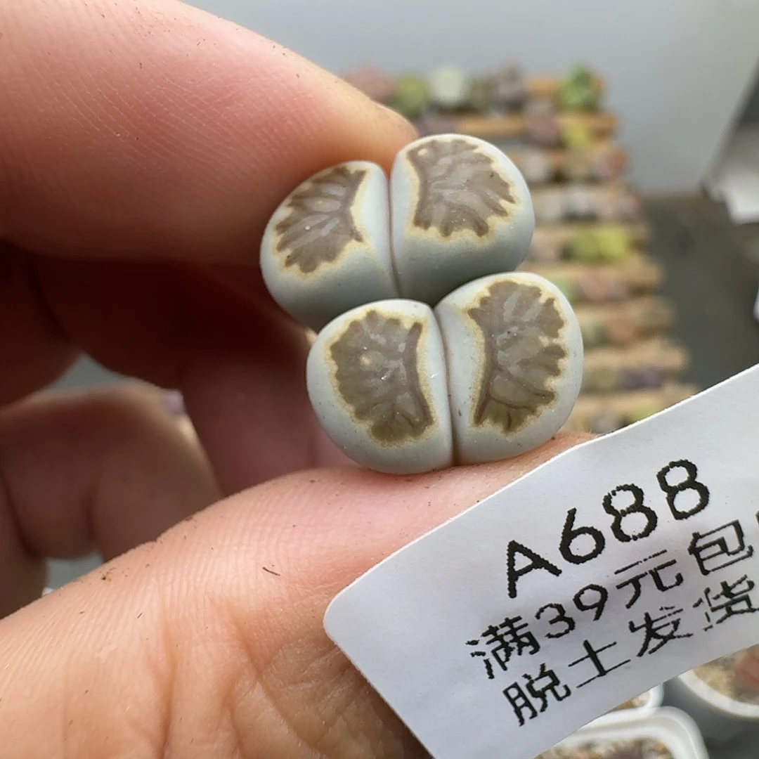 668多肉哈哈哈哈哈哈哈