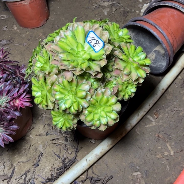 多肉植物绍华法师88