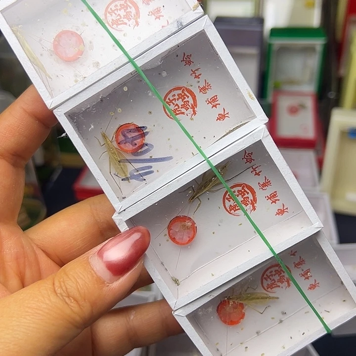 短须柬埔寨哈哈哈哈哈哈