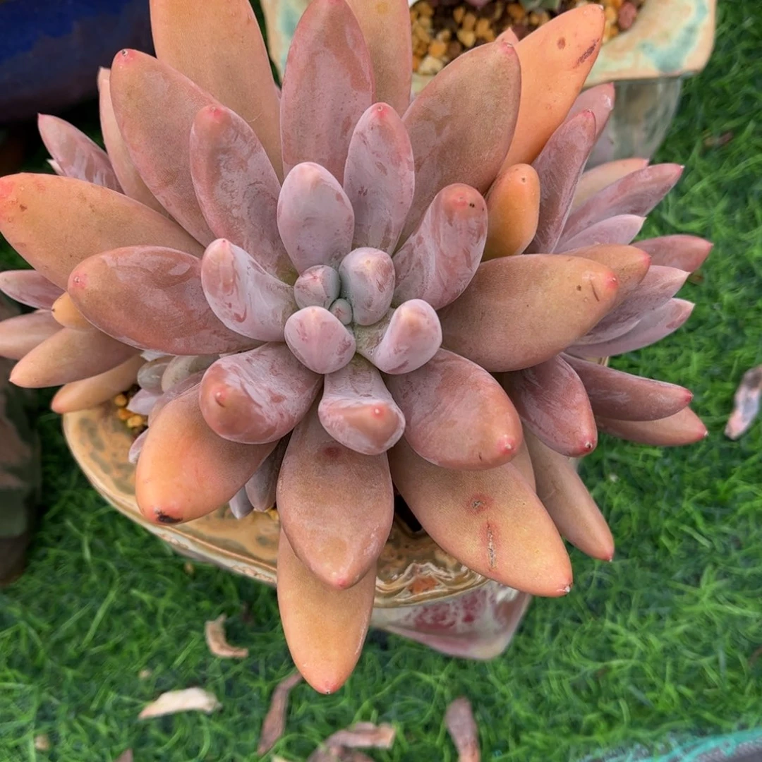 多***晴多肉植物3602不带盆