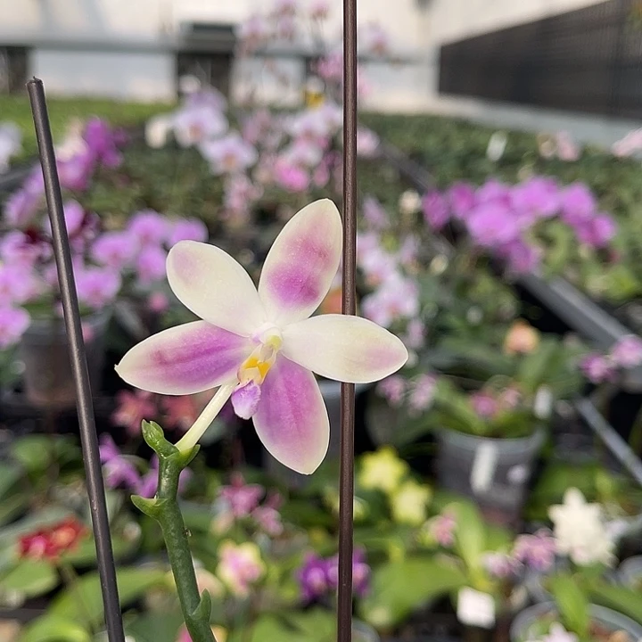 当前无花栽培后可以开花香妃732