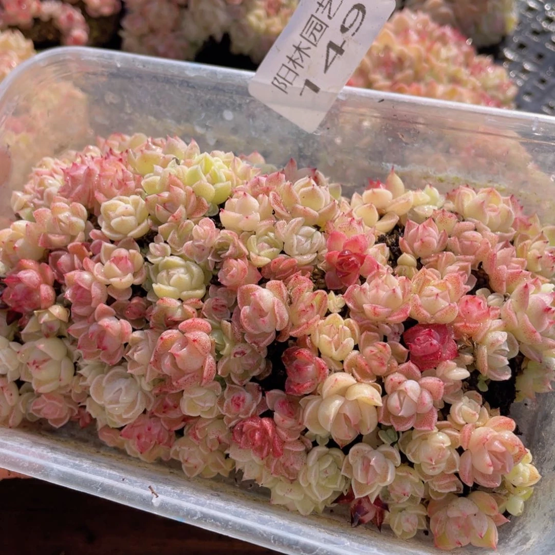 多肉植物多肉植物149