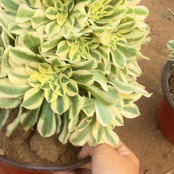 迈巴赫一棵脱土9.9