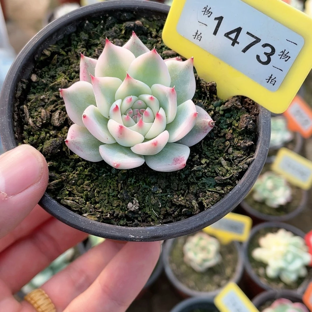 【闪购商品】1473号