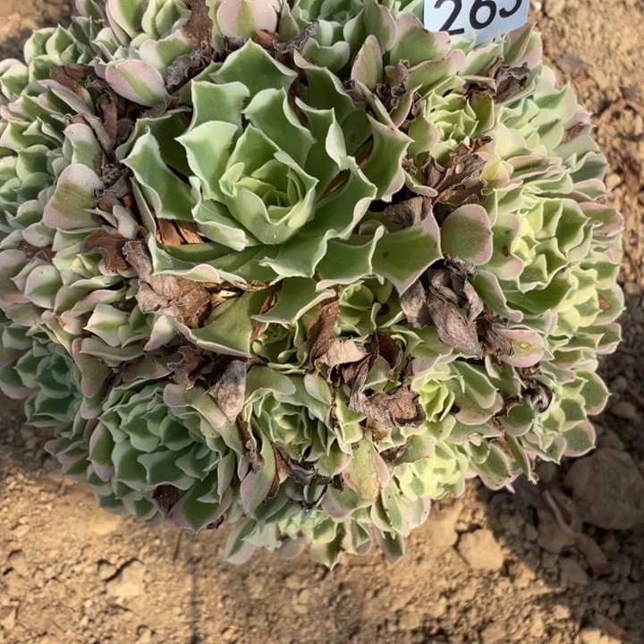 无花朵263对肉植物白凤