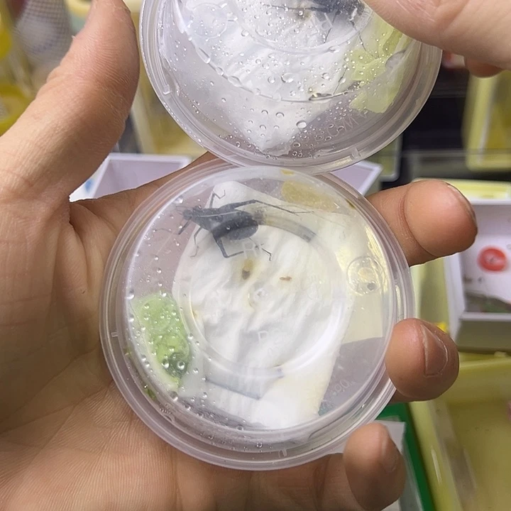 两只马哈哈好家伙哈哈
