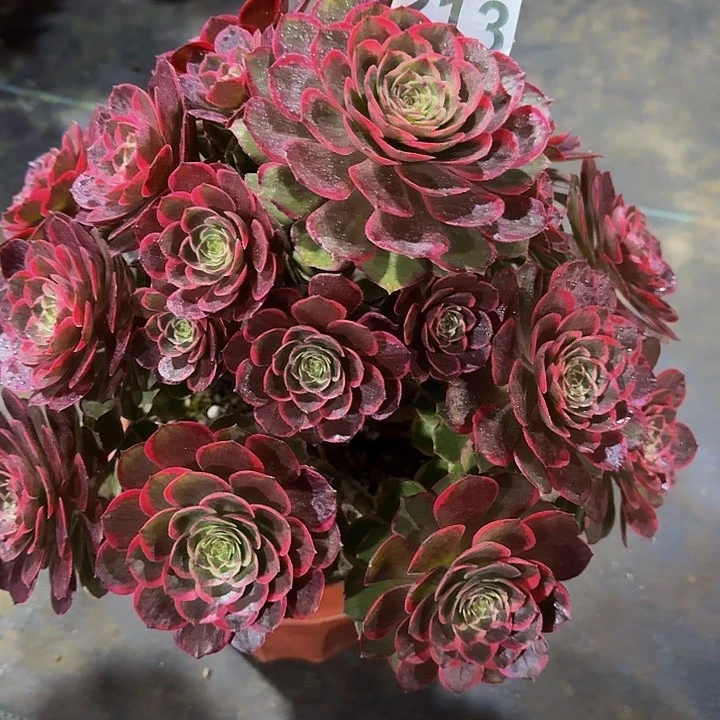 红陶粉花妖2130000