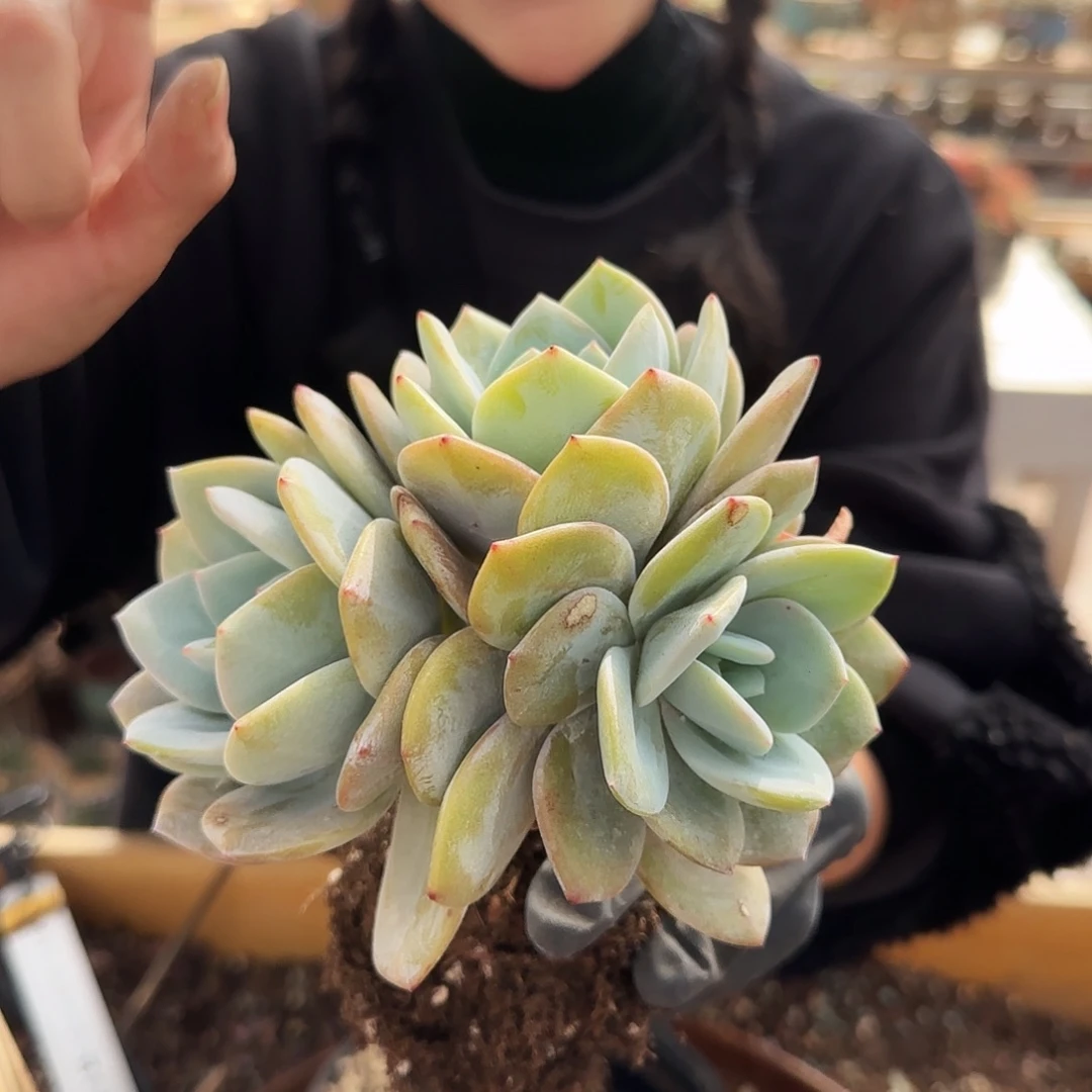 奶茶3头58.8           肉