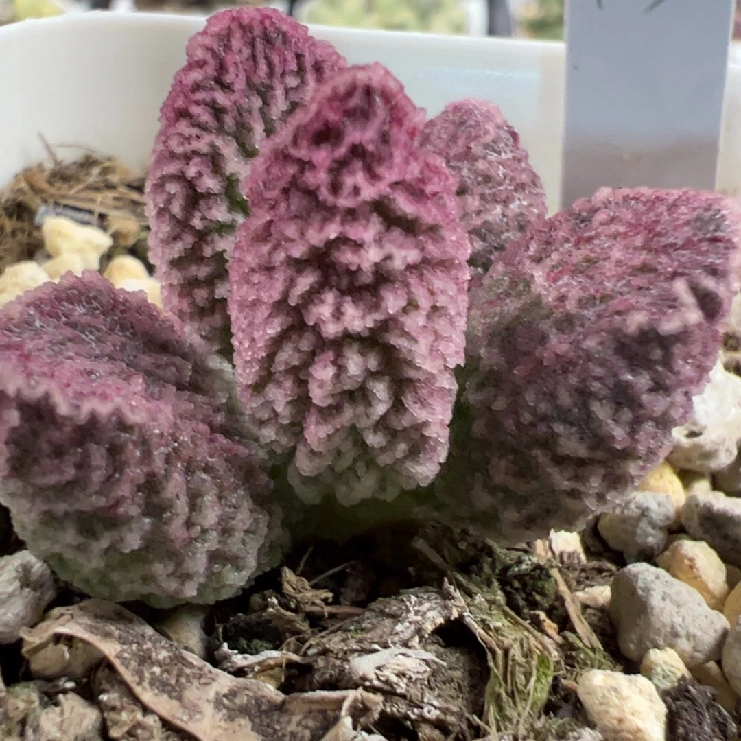 实生新品单头纯木质桩多肉植物水泡