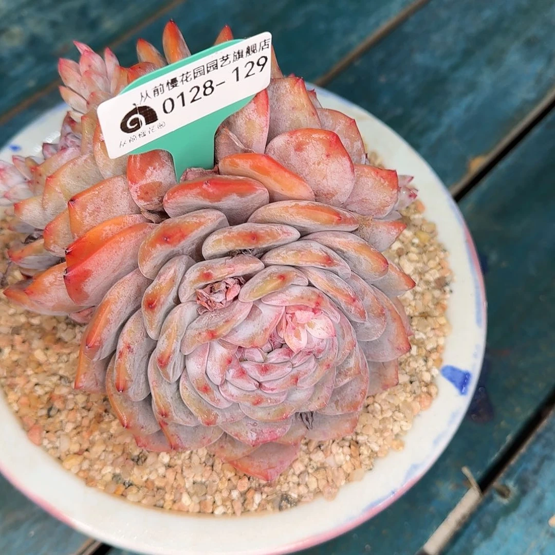 从前慢花园多肉植物0128-129