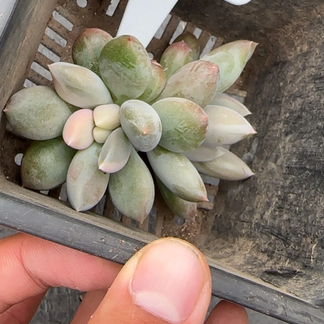 潇***族一物一拍哥特萝莉锦41