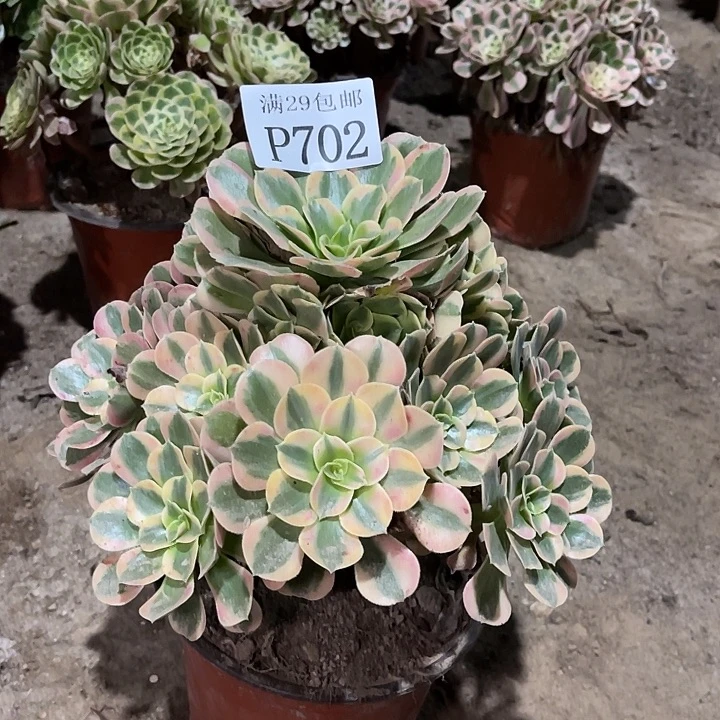 702妖月多肉植物