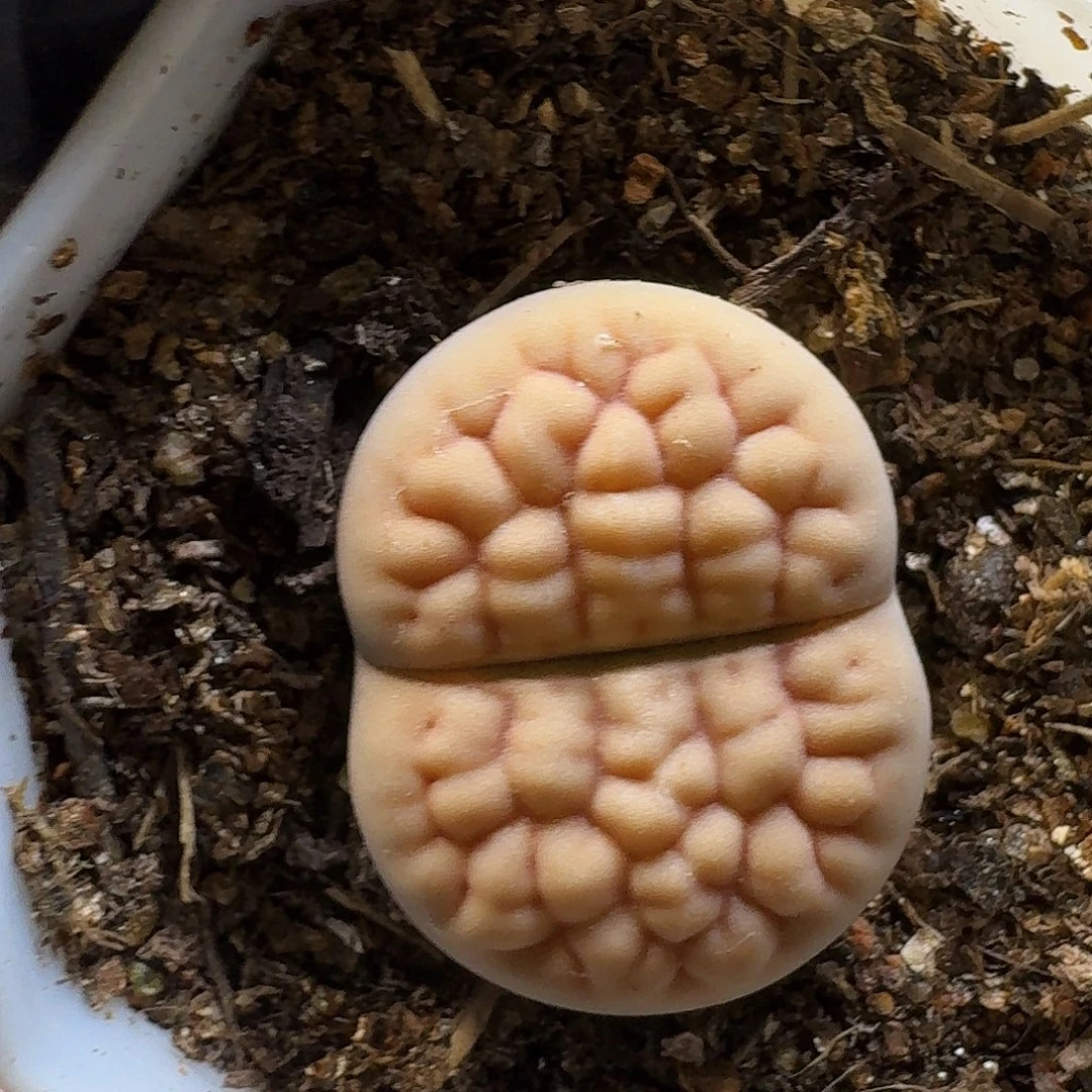 生石花23:：：。  86