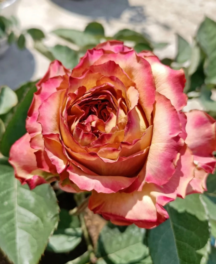 【花友坊】根接皮姆斯月季绿植大花浓香庭院阳台盆栽四季开花灌木