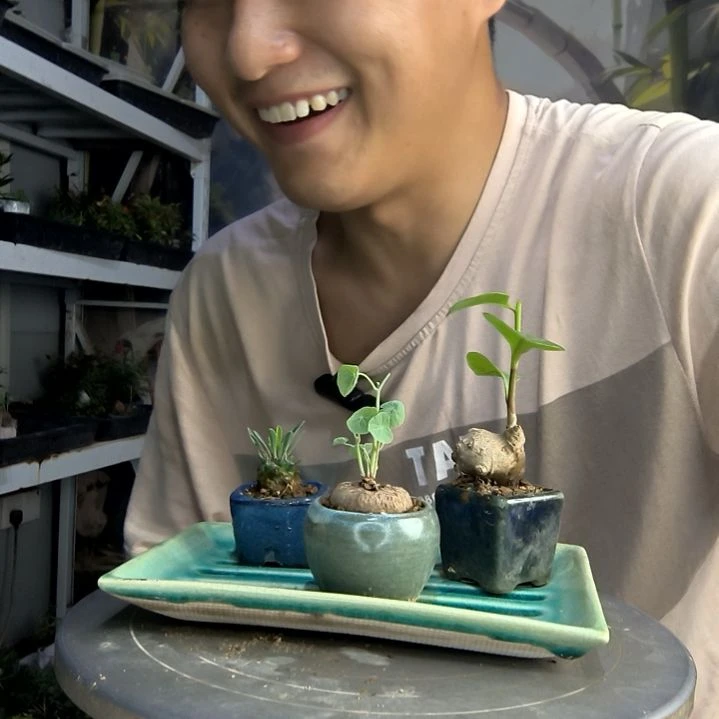 石***派中青园艺一物一拍251