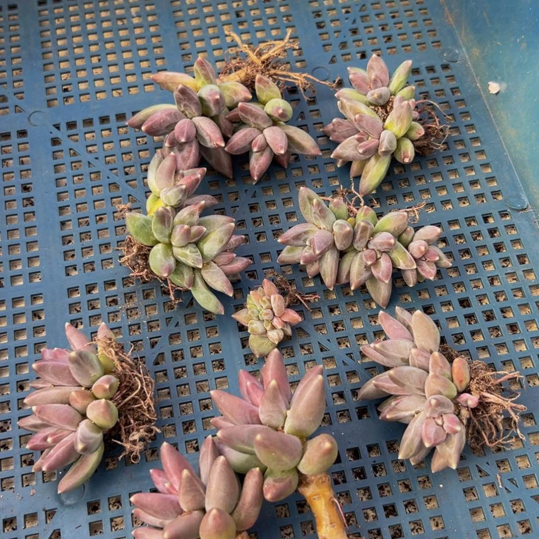 8颗一组 大小不等随机同品