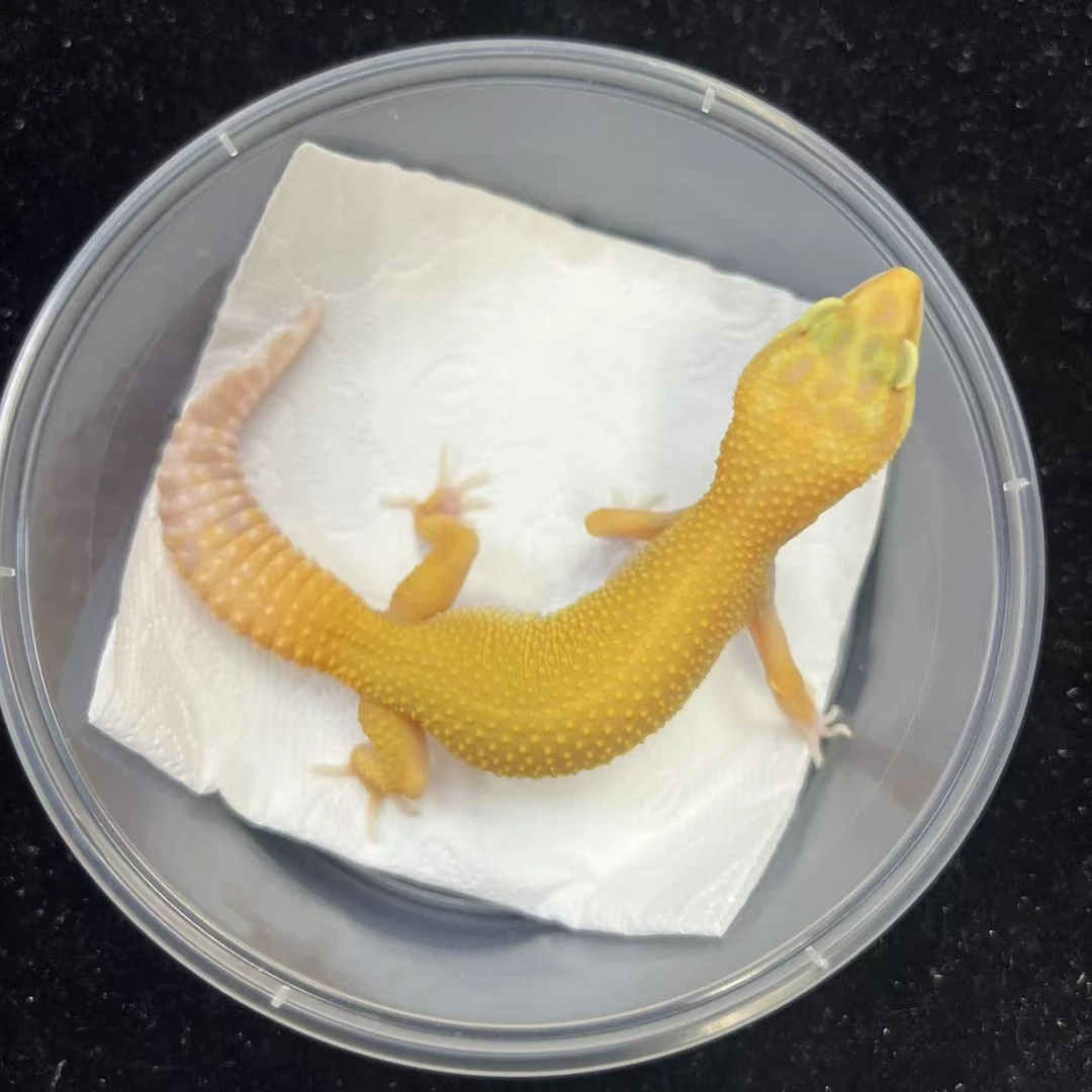 A085豹纹守宫无纹红眼暴龙母20.9g