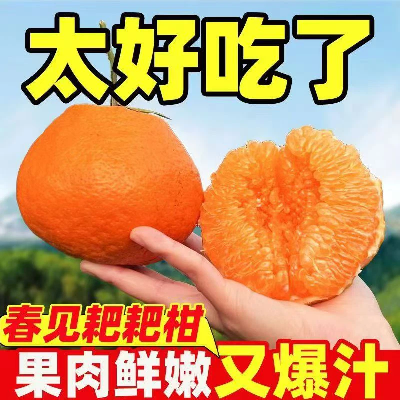 四川春见耙耙柑香甜多汁生态水果4.5-8斤新鲜采摘