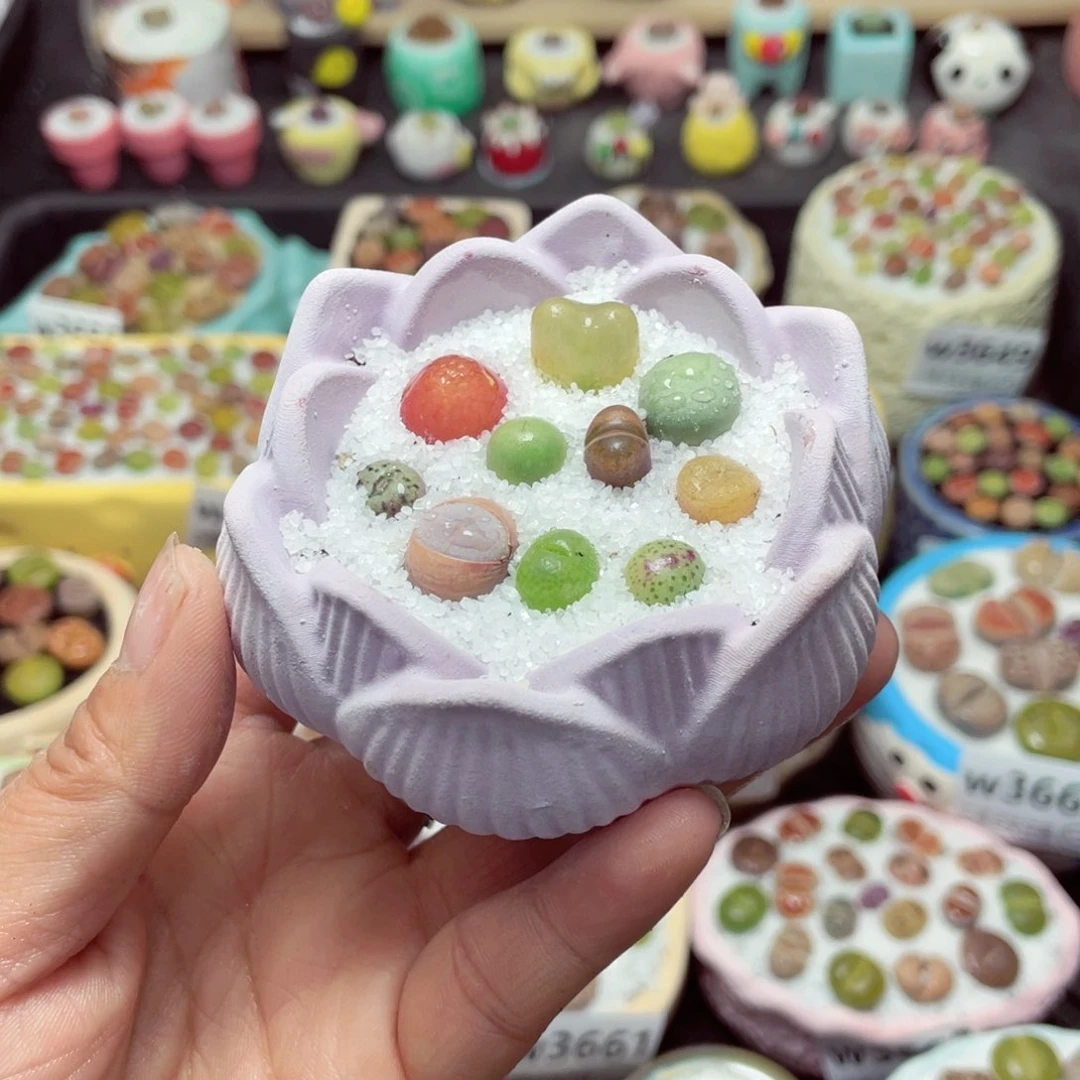 w3666 带盆土发货-零下地区拍保温箱