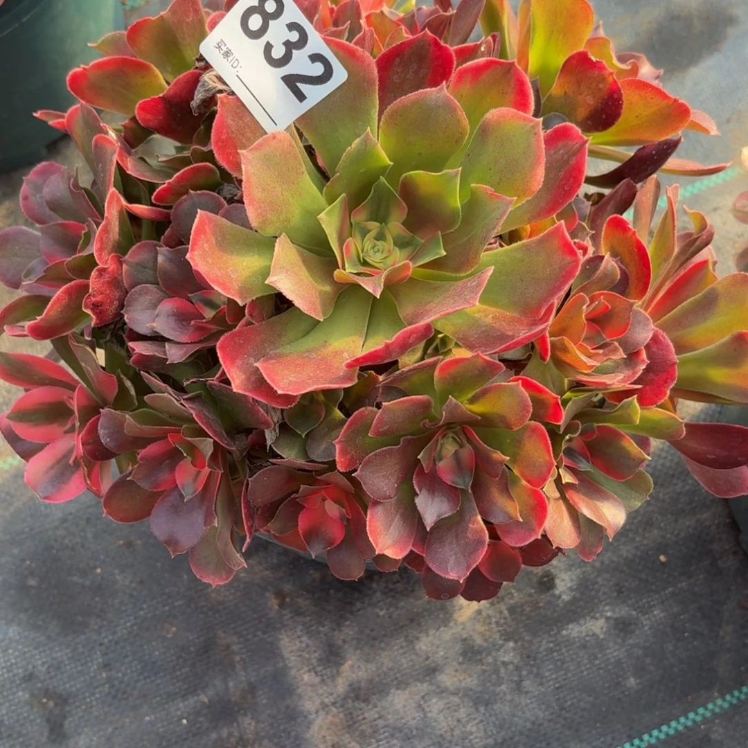 832想飞多肉植物数据库