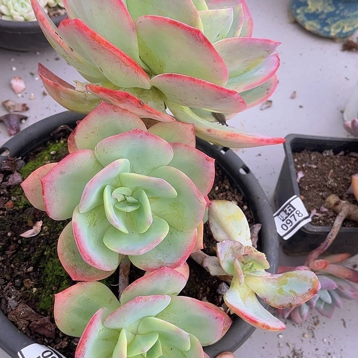 血凤10247多肉植物