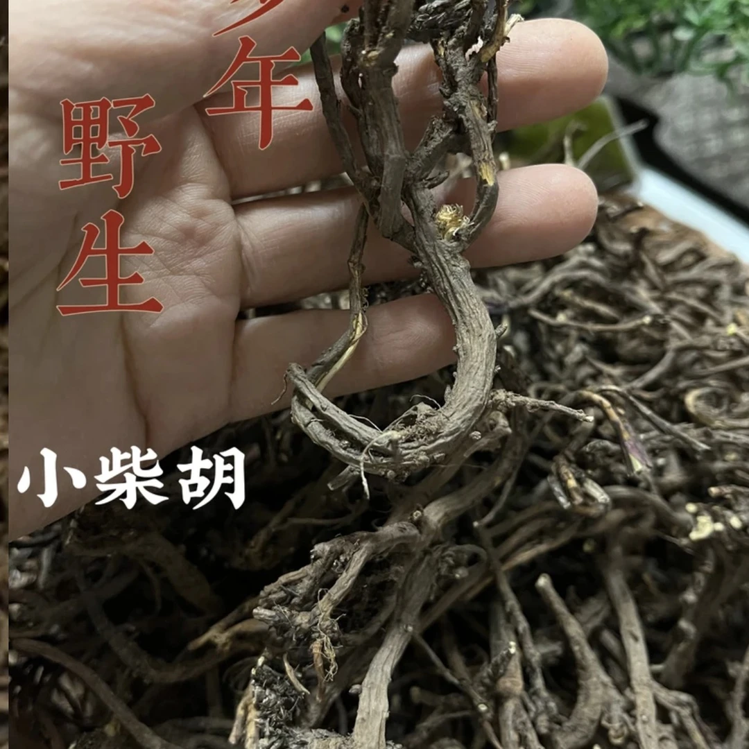 甘肃原产地多年深长柴胡