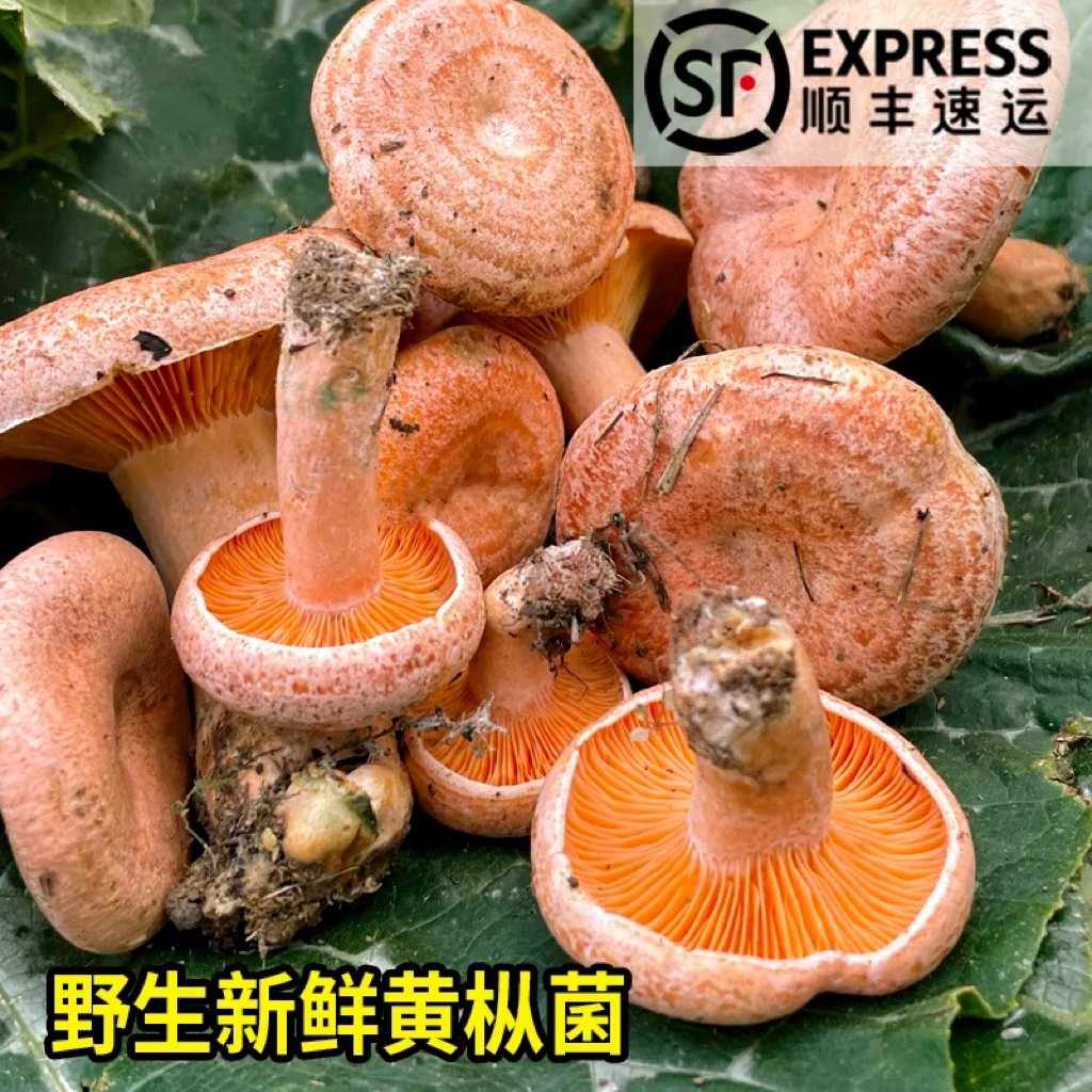 【谷熟菌】云南新鲜精选野生谷熟菌500g