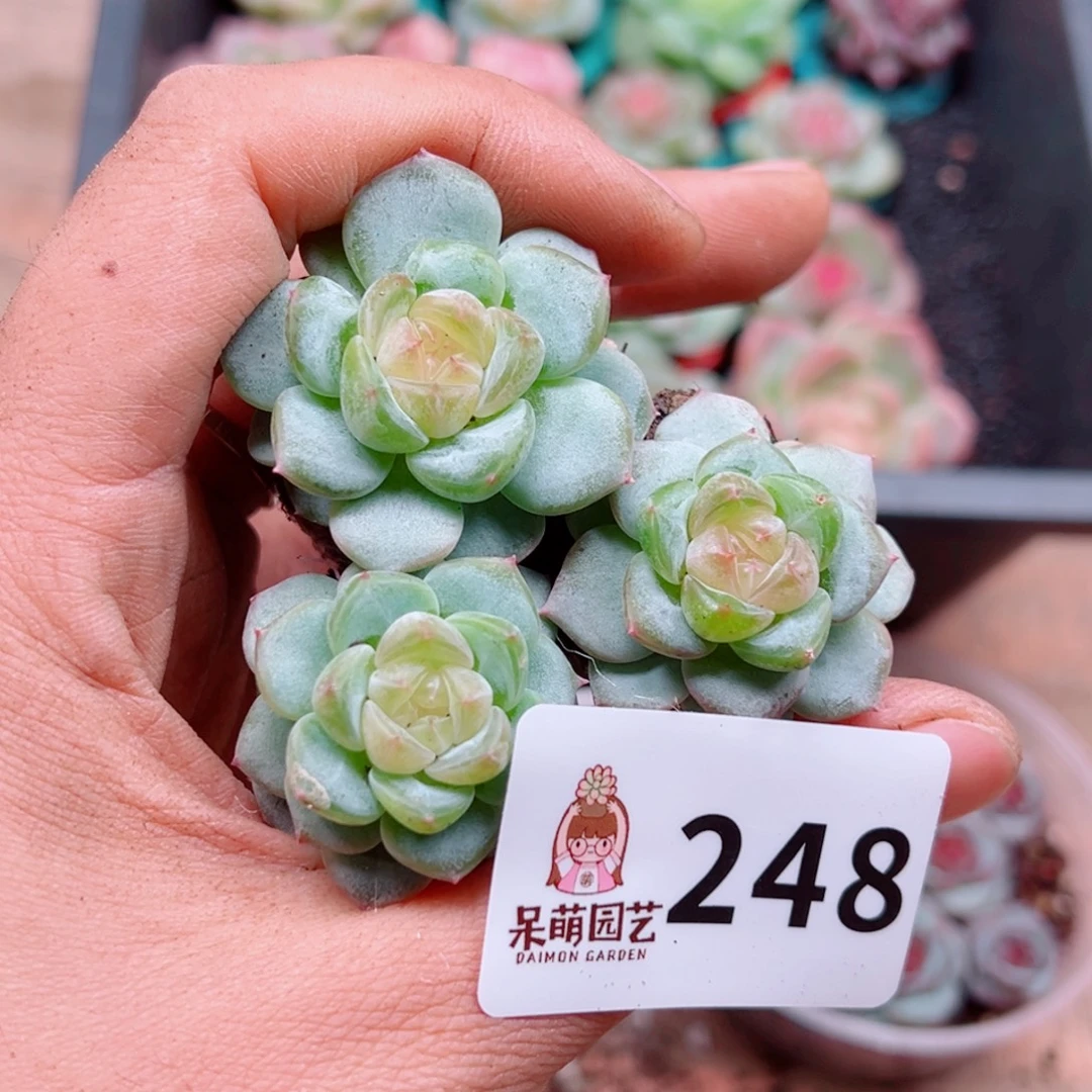 多肉植物多肉植物