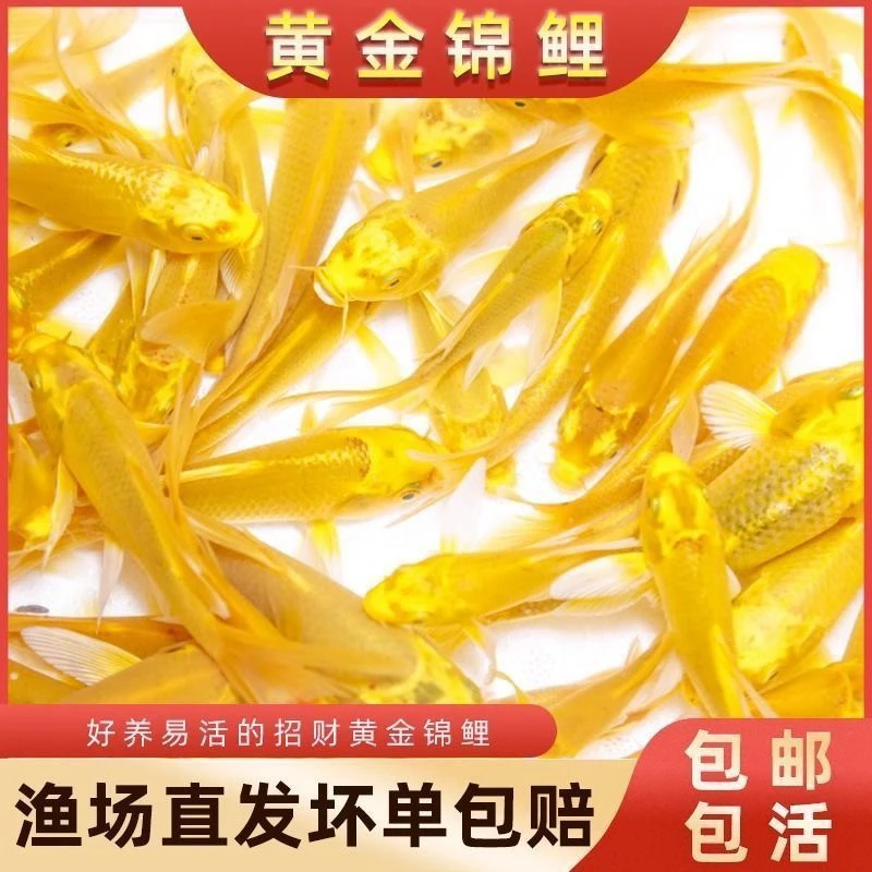 【福利10条黑黄锦鲤】6-8厘米观赏鱼好养耐活招财鱼冷水鱼新奇宠物