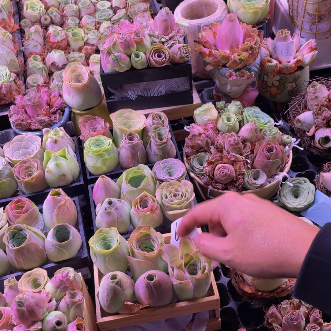 冷*。山地玫瑰多肉植物花卉66