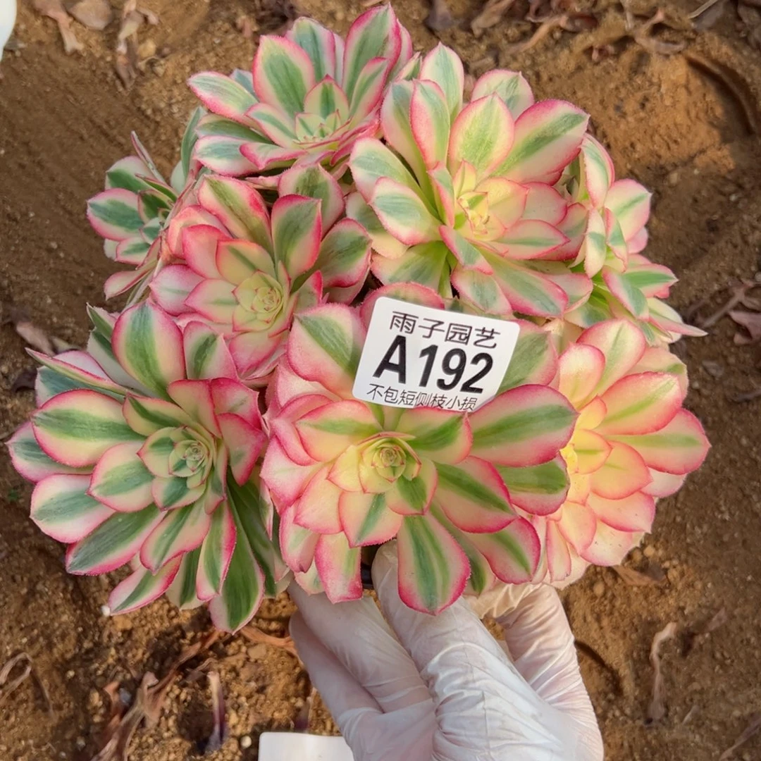 192倾城尺寸20左右