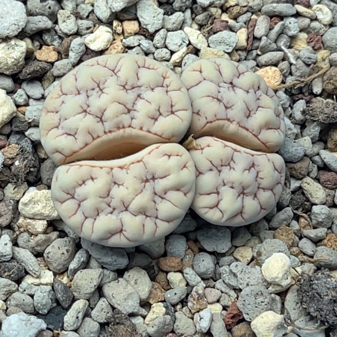 4022双头红纹凹凸189一颗