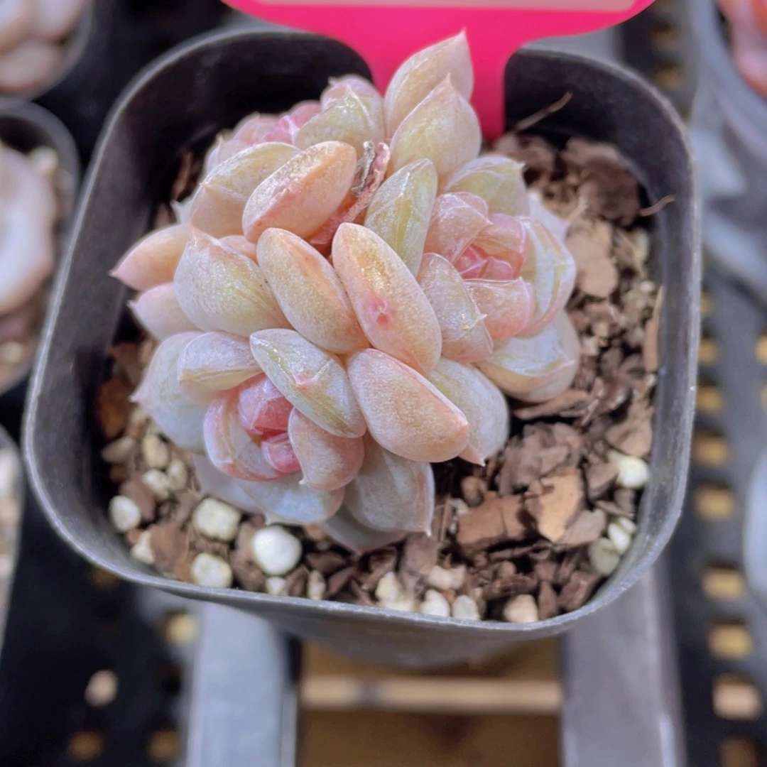 1557号 糖心白兰地三头