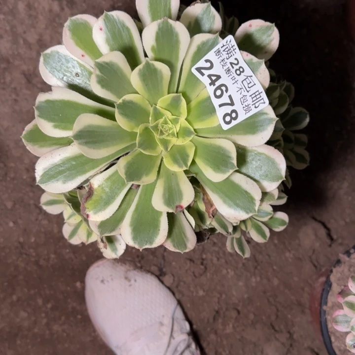 24678白凤多肉植物
