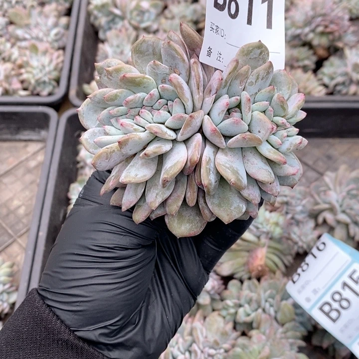 ✎***寻811 石榴籽缀化开播福利
