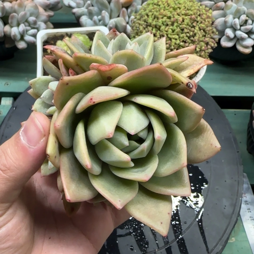 6头德国香槟，发货点延迟