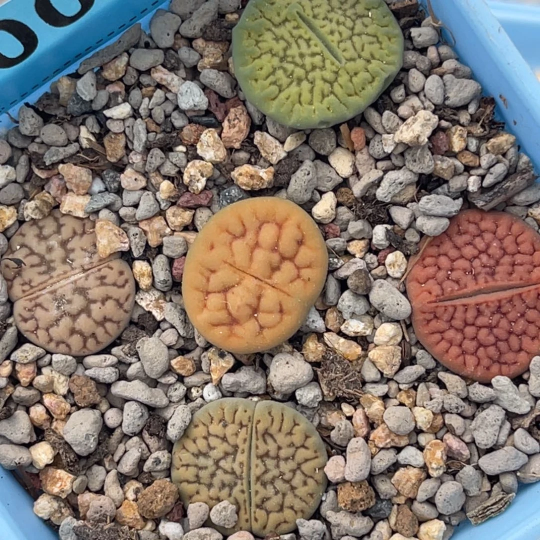 0049富贵彩套五颗