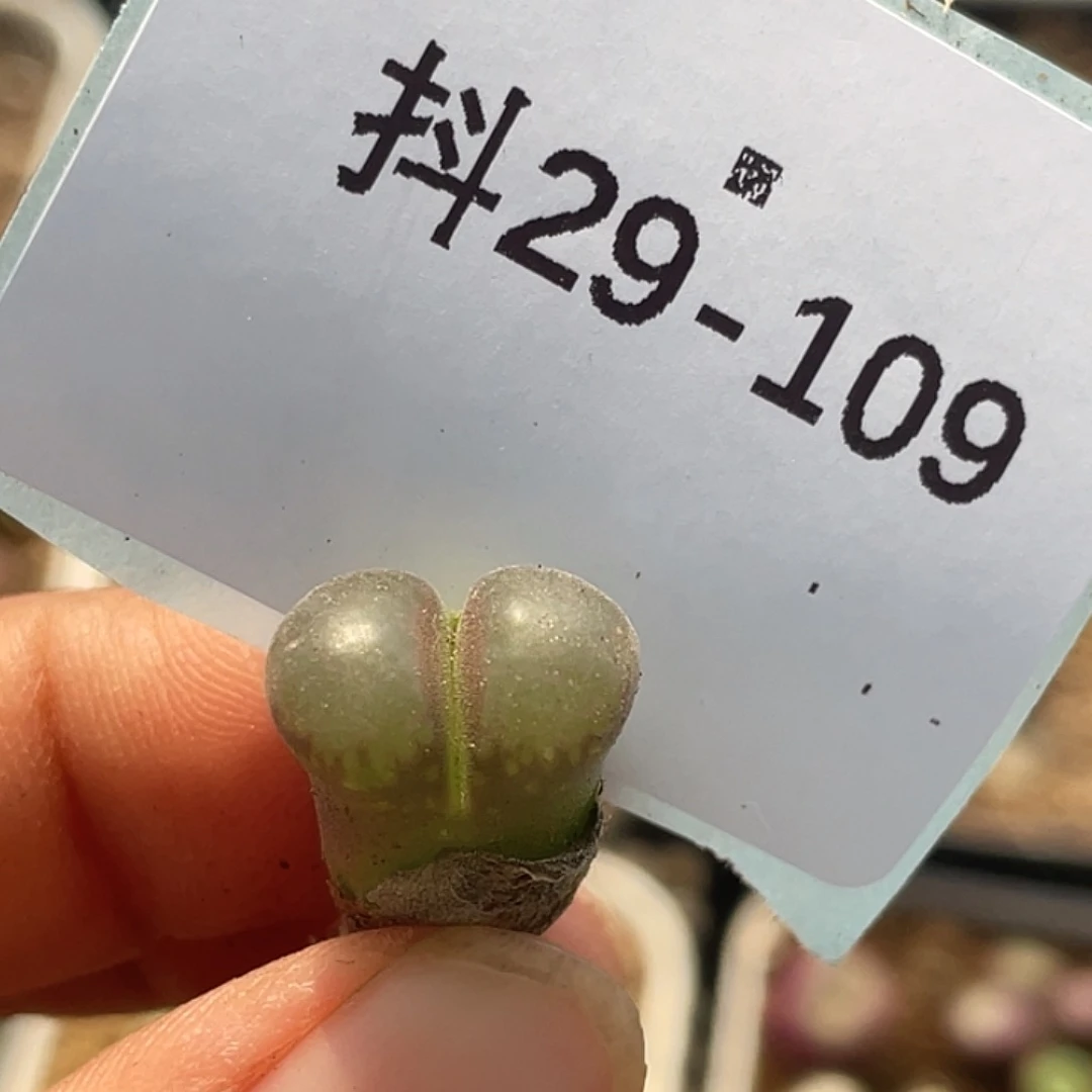 29-109小苗c10多肉植物