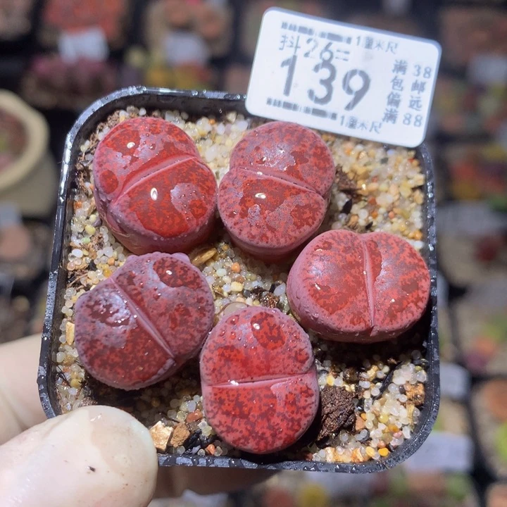 精品生石花26.139