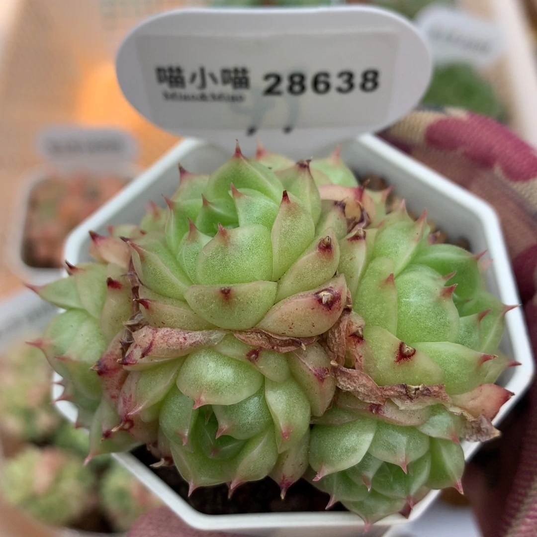 多肉植物麦秆珍妮