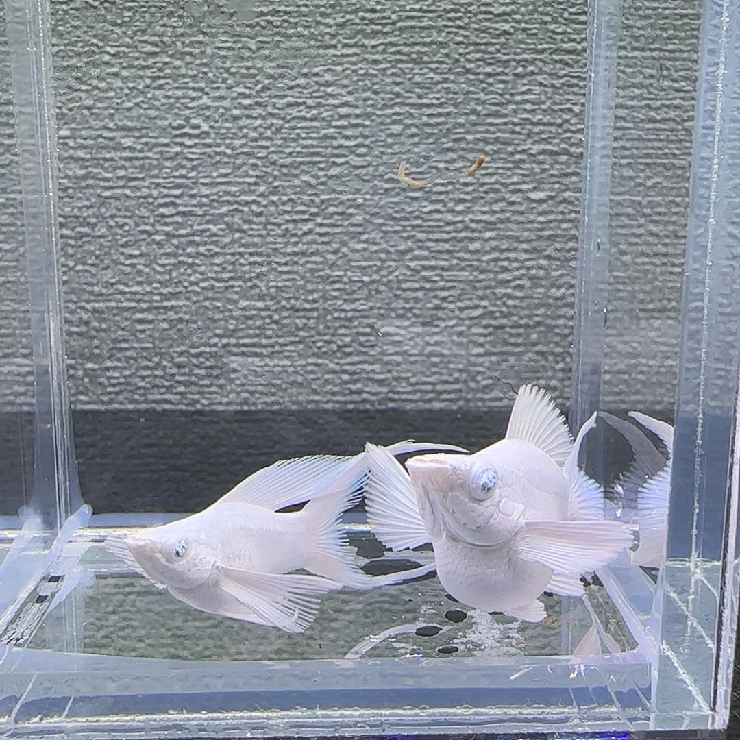 黑玛丽鱼瓷白钻石眼