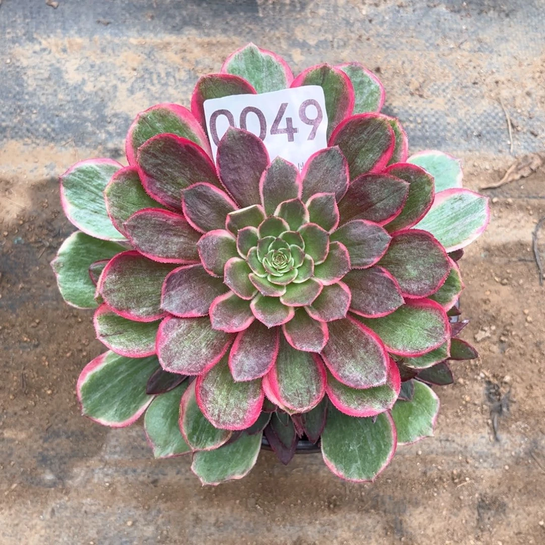 49号，粉花妖，脱土发货