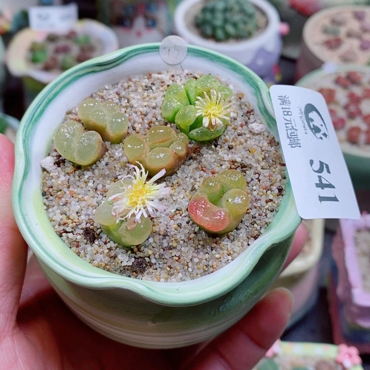 生石花花花花花花541