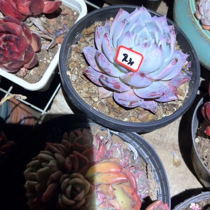 s***y精品多肉植物老桩