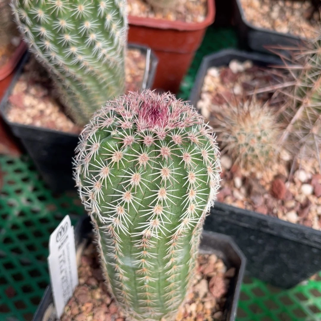 鹿角柱实生仙人球黄花三光